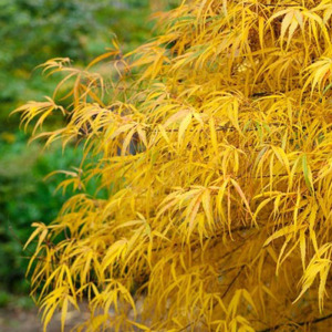 日本红枫日本进口彩叶枫树盆景素材盆栽庭院植物花园花镜枫树金线