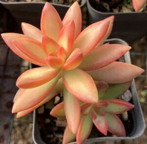 800人付款淘宝桌面植物 红色 红日多肉老桩多肉lyylxylyj1.