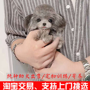 纯种灰泰迪茶杯犬泰迪幼犬活犬贵宾犬宠物活物小狗狗活体训练