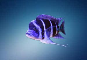 伊巴卡六间鱼热带观赏鱼活体包邮