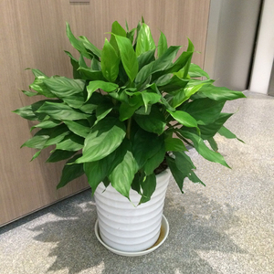 办公室万年青盆栽客厅室内净化空气绿色植物吸甲醛新房绿植花卉