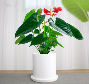 办公室新品红掌植物室内绿植花卉园艺桌面小盆栽观花植物送礼