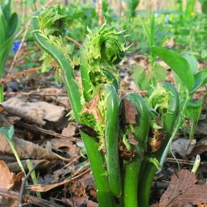 东北广东菜山野菜速冻山菜黄瓜香蕨菜食 用农产品产地直销500g/份