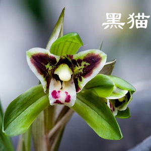 春兰高档传统名品兰花苗 黑猫蕊蝶 奇花浓香花卉好养易活绿植盆栽