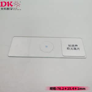 运动神经元装片