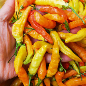 广东韶关南雄新鲜霸王辣特辣红辣椒指天椒朝天椒小米椒可做辣椒酱