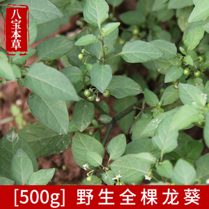 广西野生白花菜新鲜龙葵天茄子黑天天苦葵野辣椒黑茄子天茄棵水茄