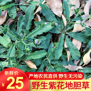 野生新鲜中药材紫花地胆草 草鞋板 地胆头 苦地胆 兔耳风 坐地娘