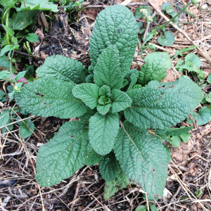 中草药材蛤蟆草农村新鲜癞蛤蟆菜蟾蜍草皱皮草青蛙草雪见草虾蟆草