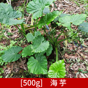 药用正宗霸王芋滴水观音500g老虎芋广东狼毒大叶野芋头观音莲木芋