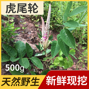 广西野生虎尾轮新鲜草药猫尾草现摘石参根煲汤料特产狐狸尾全草