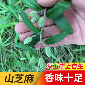 新鲜山芝麻一斤装广西中草药野芝麻新鲜清山油麻肺假芝麻山野麻