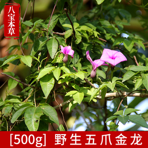 现摘野生新鲜五爪金龙500g五爪龙牵牛花中草药假薯藤五齿苓五叶藤