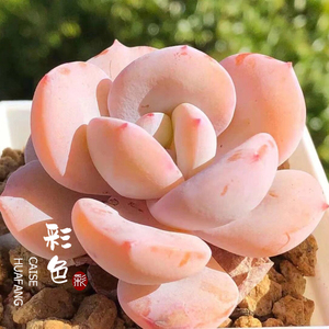 2022新品韩国 品种 白茶 抹茶蛋糕多肉植物种子超级贵货