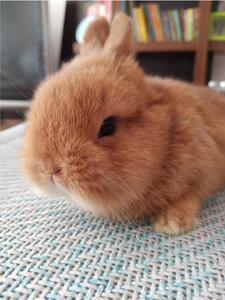 进口美国血统侏儒兔茶杯兔白色黄色小体宠物兔活物