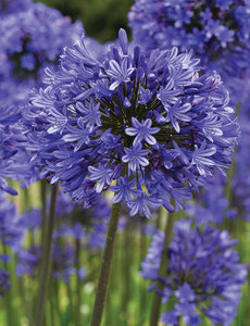 《清风园艺》庭院宿根球根花卉矮生蓝紫色百子莲品种 莫尼卡 杯苗