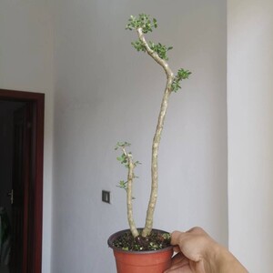 一本双杆六月雪文人式造型盆景素材绿植盆栽阳台花卉