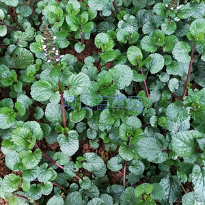 新鲜草药水韩信草蓝花草水远志荔枝肾鼠尾草蔓茎鼠尾草痛经