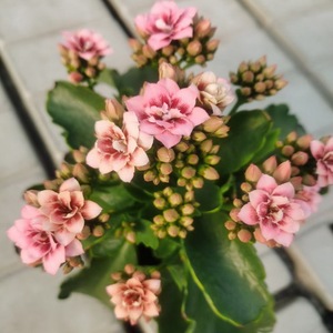 长寿花alexis亚历克西斯阳台花卉复色重瓣进口皇后系一代苗莱妮家