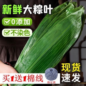 粽子叶新鲜大号粽叶50片箬叶真空包装干竹棕叶端午节包粽子新叶