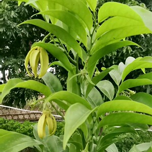 鹰爪花真鹰爪大苗 浓香花卉稀有绿植盆栽 花期长花型优美观花观果