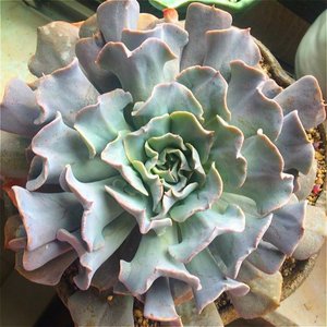 天鹅湖多肉植物利比里亚小老桩出状态全粉特玉莲sp牧云园艺满包邮