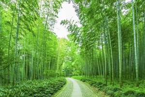 竹子护眼挂画绿色竹林海报房间风水贴画自然风景装饰墙贴画kt板