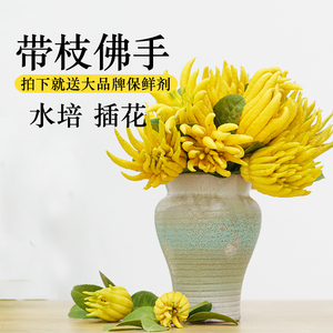 金华佛手果新鲜带枝水培小佛手插花清供观赏金佛手柑香橼摆件