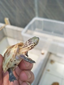 正宗变异虎纹草龟,斑纹草龟,品像如图,喜欢联系