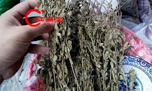 250g整根四川香龙草香炉茶整根香笼草 香浓茶整株 香炉草 香露茶