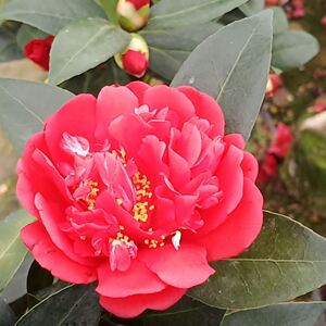 四季茶花夏日系国色夏梦衍平带花苞小苗重瓣花卉植物室内阳台盆栽