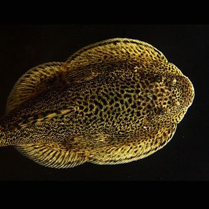 琵琶鼠鱼清道夫鱼清洁鱼小提琴活体鱼水族鱼热带观赏鱼活体