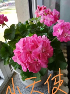 直立天竺葵 重彩小天使