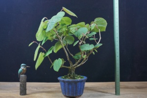 『禾园』日本土佐水木小品小型盆景盆栽