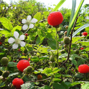 三月泡苗野生现挖空心泡苗覆盆子刺泡苗庭院绿植白花三四月泡