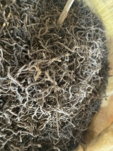 七星剑根中药材 小叶不红 星色草 假芥兰 野香薷 酒瓶草 痱子草根