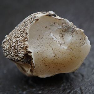 新疆哈密地表蛋白石 大洼地淤泥河戈壁石 天然原石籽料 91017-38