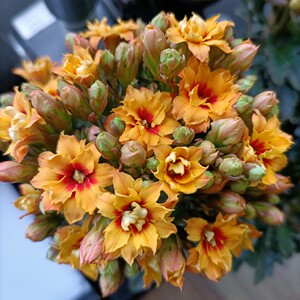 长寿花  切花精品  奇异橙  枝条  满18元发货