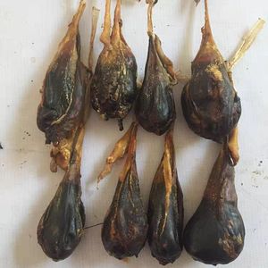 中药材猪苦胆干牛胆干自然阴干整个猪苦胆干猪胆粉 1个包邮