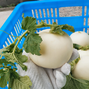 2022温州白瓜 灵昆甜瓜 新鲜香瓜10小白瓜 自种白鸠瓜现摘5斤包邮