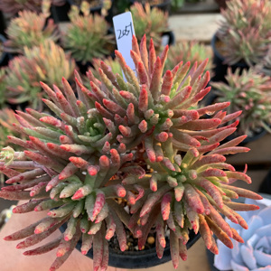 维斯辛达仙女杯 多肉植物 绿体 棒叶 精控 老桩无砍 一物一拍