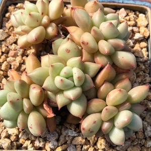 韩多肉多肉植物黄金象牙满百包邮多肉老桩
