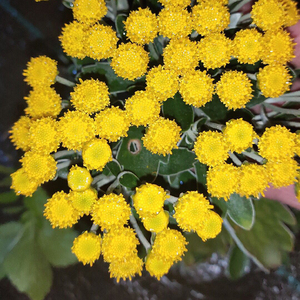日本山野草小豆島イソギク高山雅菊寒菊黄花盆景素材耐寒耐热好养