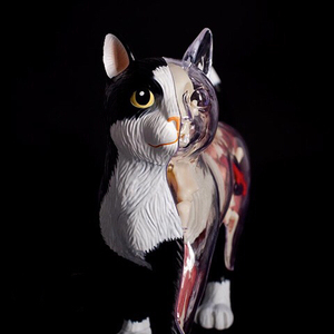 000人付款淘宝4d master黑白猫解剖内脏骨架组拼装器官模型仿真动物