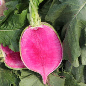 北京心里美萝卜种籽子孑满膛红满堂红红心萝卜高产春季秋季播蔬菜