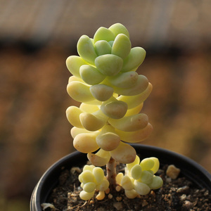 多肉天使之泪老桩