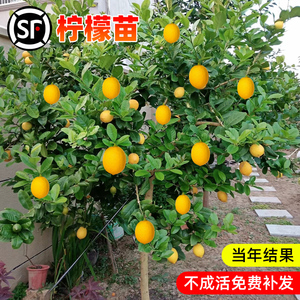 香水柠檬树苗四季种植当年结果盆栽水果树果苗南北方室内庭院名贵