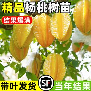 杨桃果树苗台湾四季甜红杨桃苗嫁接苗南方种植庭院当年结果地盆栽