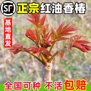 香椿树苖香椿苗红油椿树苗盆栽地栽食用芽菜苗南方北方种植四季