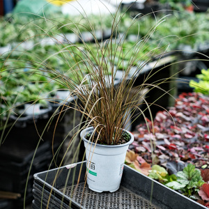 棕叶大蓬草种苗盆栽绿植植物阳台室内庭院秋季秋天四季种